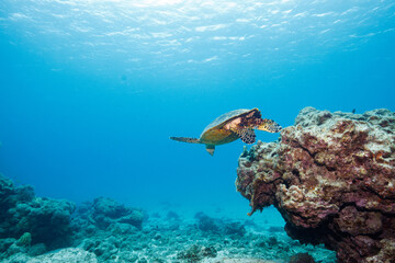 素晴らしいサンゴ礁をゆったり泳ぐ大きく美しいタイマイ（絶滅危惧種）（ウミガメ科）。
圧倒的に大規模な素晴らしく美しいサンゴ礁。

沖縄県島尻郡座間味村阿嘉島の阿嘉ビーチにて。
2021年4月29日水中撮影。
Large, beautiful Hawksbill turtle (Eretmochelys imbricata) (endangered species) swimming leisure