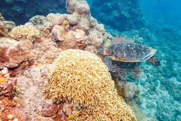 素晴らしいサンゴ礁で、サンゴの間にくちばしを入れてカイメンを食べる大きく美しいタイマイ（絶滅危惧種）（ウミガメ科）。
圧倒的に大規模な素晴らしく美しいサンゴ礁。

沖縄県島尻郡座間味村阿嘉島の阿嘉ビーチにて。
2021年4月29日水中撮影。
beautiful Hawksbill turtle (Eretmochelys imbricata) (endangered species) feedin