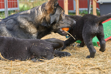 Beautiful German Shepherd dog plays with her puppies in their run on a warm spring day in Skaraborg Sweden