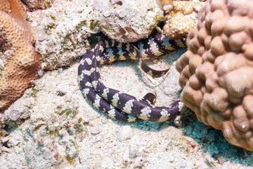 素晴らしいサンゴ礁の美しいエラブウミヘビ（コブラ科）。
圧倒的に大規模な素晴らしく美しいサンゴ礁。

沖縄県島尻郡座間味村阿嘉島の阿嘉ビーチにて。
2021年4月29日水中撮影。
Beautiful Chinese sea snake (Laticauda semifasciata) in the wonderful coral reefs.

