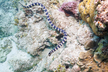 素晴らしいサンゴ礁の美しいエラブウミヘビ（コブラ科）。
圧倒的に大規模な素晴らしく美しいサンゴ礁。

沖縄県島尻郡座間味村阿嘉島の阿嘉ビーチにて。
2021年4月29日水中撮影。
Beautiful Chinese sea snake (Laticauda semifasciata) in the wonderful coral reefs.
