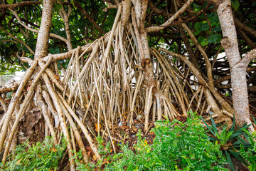 巨大で美しいガジュマルの木。
日本国沖縄県島尻郡慶良間諸島の阿嘉島にて。
2021年4月29日撮影。
A huge and beautiful banyan tree (Ficus microcarpa L.f.,)