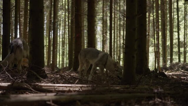 A wolfhound sniffs in the forest
