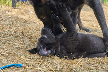 Beautiful German Shepherd dog plays with her puppies in their run on a warm spring day in Skaraborg Sweden