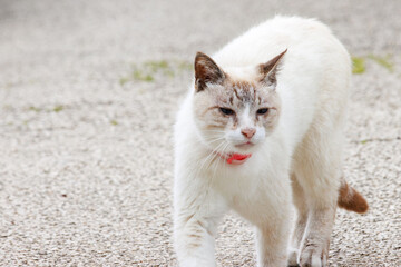 島の守り神の美しい猫たち。
日本国沖縄県島尻郡慶良間諸島の阿嘉島にて。
2021年4月29日撮影。
Beautiful cats, the guardians of the island.
