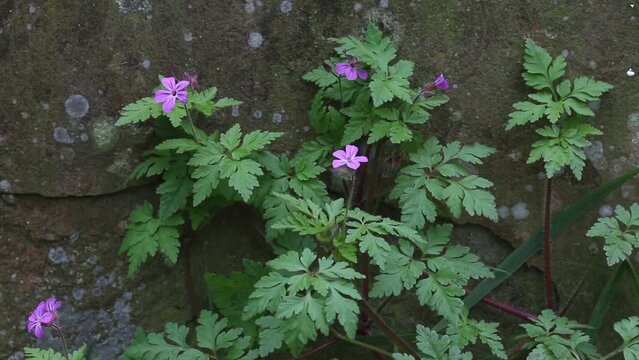 Herb-Robert, Geranium robertianium, growing by gravestone in early Spring. UK