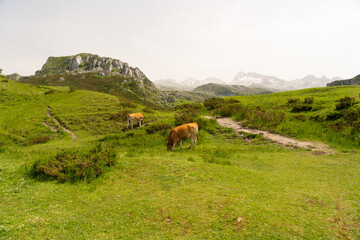 Fototapeta na wymiar Two cows are grazing in a grassy field Enol lakes in covadonga asturias