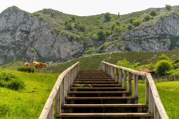 Fototapeta na wymiar The scene is peaceful and serene, with the cows Enol lakes in covadonga asturias