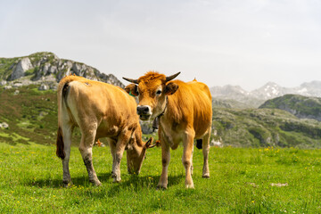 Fototapeta na wymiar Two cows standing in a grassy field with mountains in the background Enol lakes in covadonga asturias