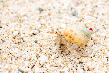 美しい白砂のビーチと美しいオカヤドカリ（天然記念物）。
日本国沖縄県島尻郡慶良間諸島の阿嘉島にて。
2021年4月29日撮影。
The Beautiful Terrestrial Hermit Crab (Natural Monument) in beautiful white beach.
