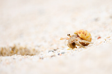 美しい白砂のビーチと美しいオカヤドカリ（天然記念物）。
日本国沖縄県島尻郡慶良間諸島の阿嘉島にて。
2021年4月29日撮影。
The Beautiful Terrestrial Hermit Crab (Natural Monument) in beautiful white beach.
