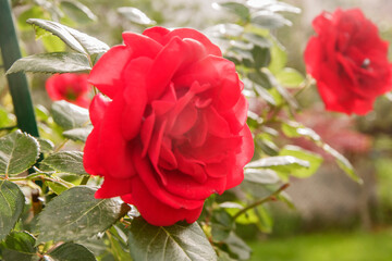 Beautiful red rose flower in the garden. Natural floral background. Close up