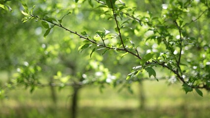 Agriculture. green garden trees summer with green leaves just after flowering close-up. agriculture...