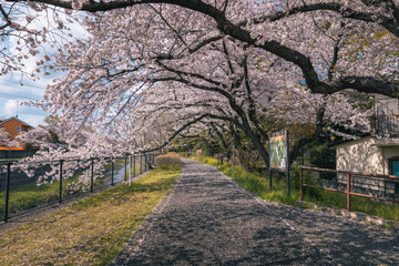 Sakura cherry blossom flower tree in full bloom with river in Negawa Green Road Tachikawa Tokyo...