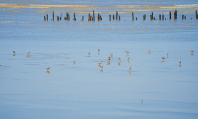 Bird standing on river or lake. Animals