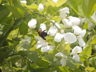 白い藤の花にとまるキムネクマバチ