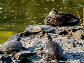 アカミミガメ・ミドリガメ