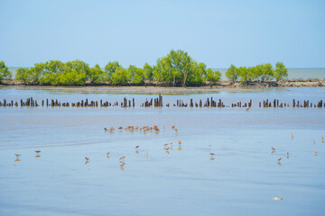 Bird standing on river or lake. Animals
