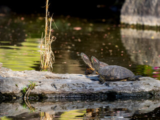 アカミミガメ・ミドリガメ