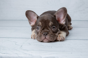 cute little French bulldog puppy on white wooden background