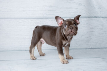 cute little French bulldog puppy on white wooden background