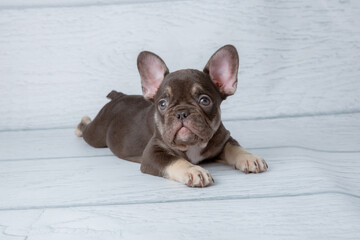 cute little French bulldog puppy on white wooden background
