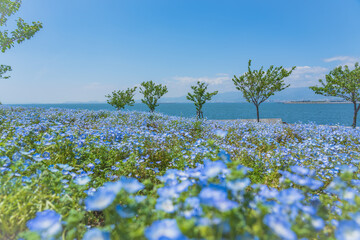 舞洲ネモフィラ祭り