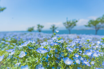 舞洲ネモフィラ祭り