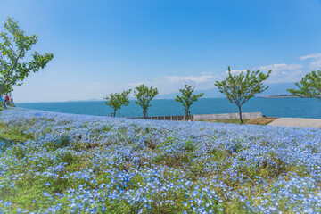 舞洲ネモフィラ祭り