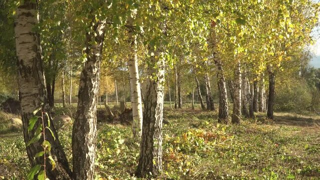 View of birch tree spotted-white trunks on a sunny, windy autumn day. Tree branches with yellowed leaves in foliage swing in the wind.