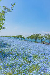 舞洲ネモフィラ祭り