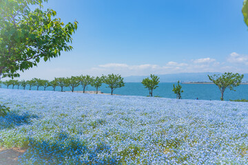 舞洲ネモフィラ祭り