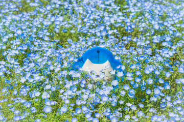 舞洲ネモフィラ祭り