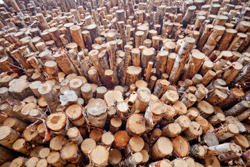 Wood. Storage of logs. Logging.
