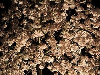 山形県天童市　倉津川の夜桜