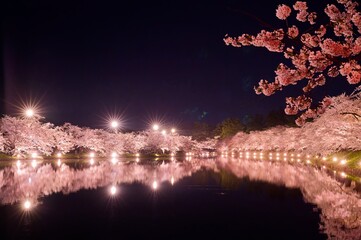 カラフルなライトに照らされる夜の弘前の桜