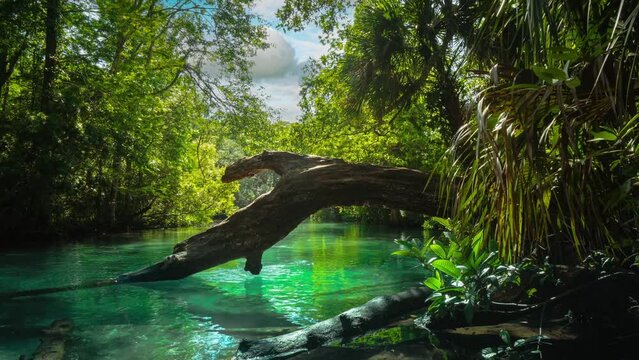 Weeki Wachee Springs State Park river in Florida. Cinemagraph of clear blue water, green tropical jungle, manatee