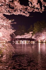 Fototapeta premium カラフルなライトに照らされる夜の弘前の桜