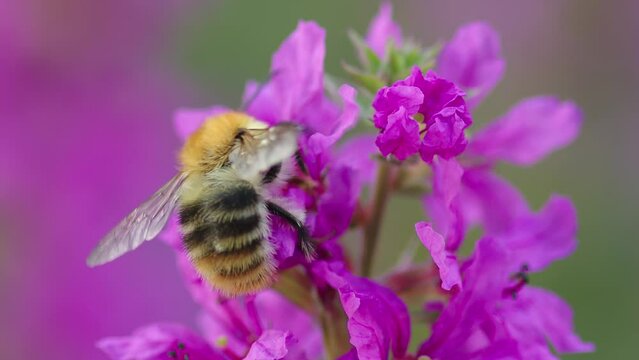 Common carder bee (Bombus pascuorum) collecting nectar of purple loosestrife flower in garden and flying away. Macro shot.