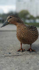 A curious mallard is looking for something