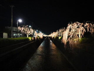 山形県天童市　倉津川の夜桜