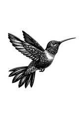 hummingbird vector