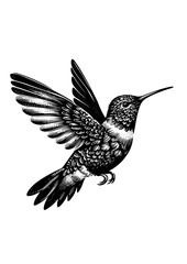 hummingbird vector