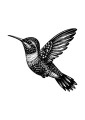 hummingbird vector