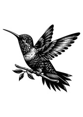 hummingbird vector