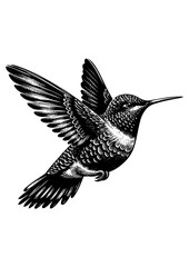 hummingbird vector © CROP MEDIA