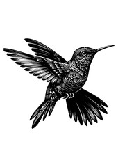 hummingbird vector