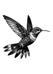 hummingbird vector