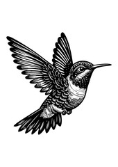 hummingbird vector © CROP MEDIA