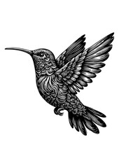 hummingbird vector